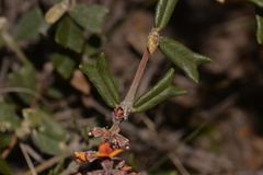 Gastrolobium polystachyum