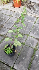 Scrophularia auriculata