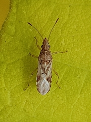 Belonochilus numenius