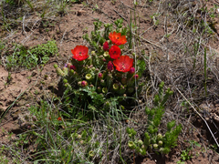 Tephrocactus verschaffeltii