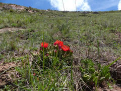 Tephrocactus verschaffeltii