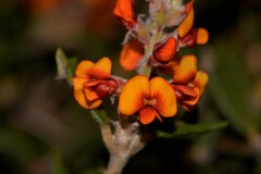 Gastrolobium polystachyum