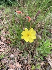 Oenothera drummondii