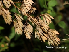 Macleaya cordata