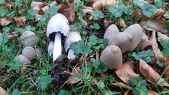 Coprinopsis acuminata