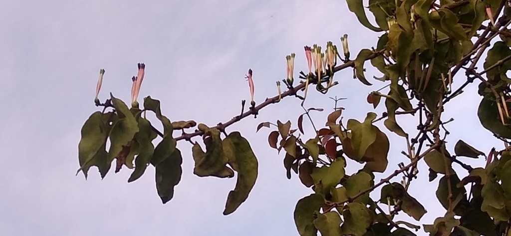 Tapinanthus ogowensis