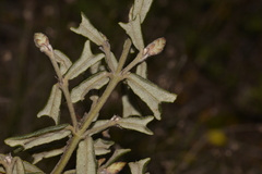 Gastrolobium polystachyum