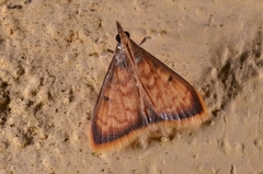 Pyraustini