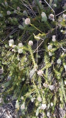 Serruria trilopha