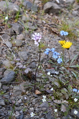 Cardamine macrophylla