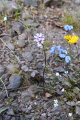 Cardamine macrophylla