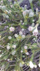 Serruria trilopha
