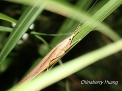 Pseudorhynchus gigas