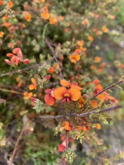 Dillwynia phylicoides