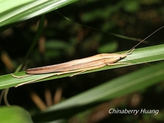 Pseudorhynchus gigas