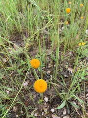 Leptorhynchos squamatus