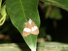 Nyctemera lacticinia