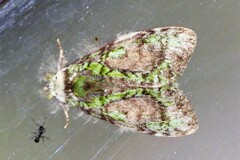 Somera viridifusca