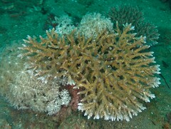 Dascyllus reticulatus