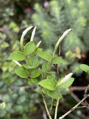 Jasminum streptopus