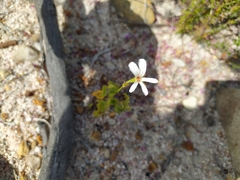 Pelargonium elongatum