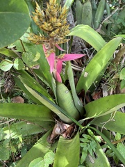 Aechmea stenosepala