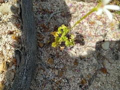 Pelargonium elongatum