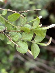 Jasminum streptopus
