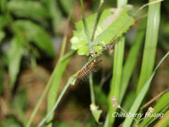 Nyctemera lacticinia
