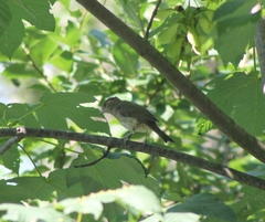 Sylvia atricapilla atricapilla