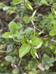 Jasminum streptopus