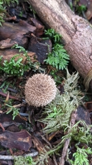 Lycoperdon echinatum