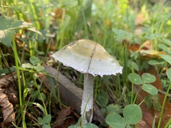 Stropharia pseudocyanea
