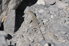 Agama bibronii