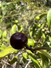 Myrtaceae