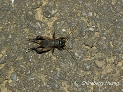 Teleogryllus occipitalis