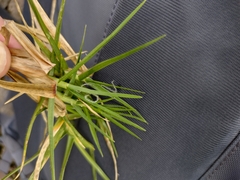 Cenchrus clandestinus