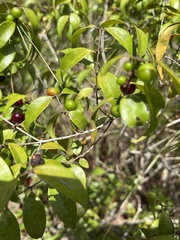 Myrtaceae