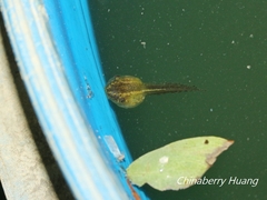 Hyla chinensis