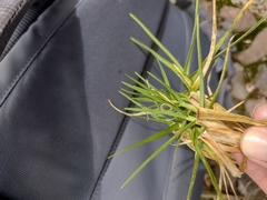 Cenchrus clandestinus