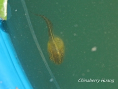 Hyla chinensis
