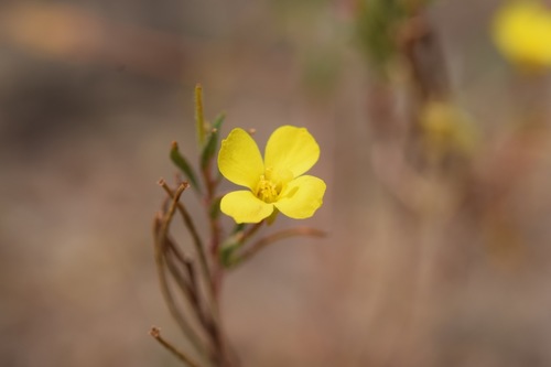 Camissonia campestris ssp. obispoensis