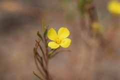 Camissonia campestris ssp. obispoensis
