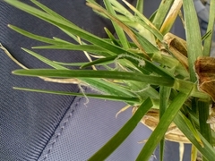 Cenchrus clandestinus