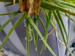 Cenchrus clandestinus