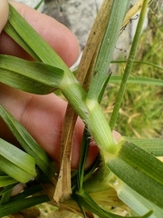 Cenchrus clandestinus