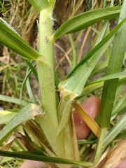 Cenchrus clandestinus