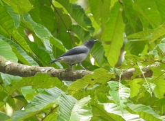 Lalage fimbriata