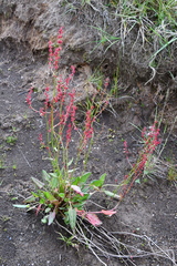 Rumex lapponicus