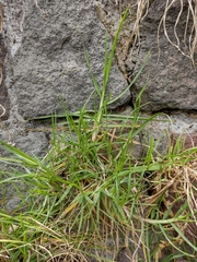 Cenchrus clandestinus